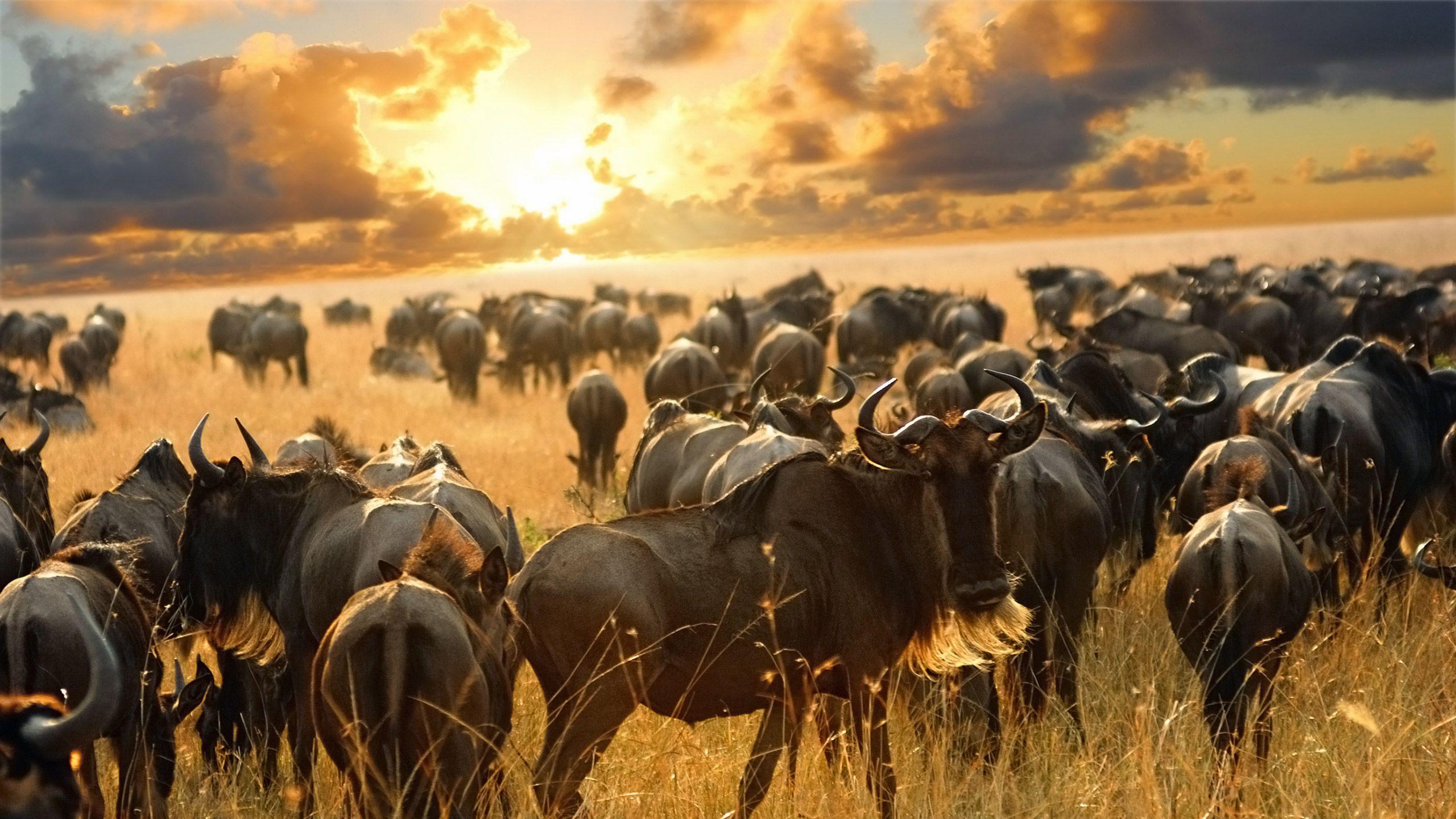 Serengeti: Home of The Great Migration